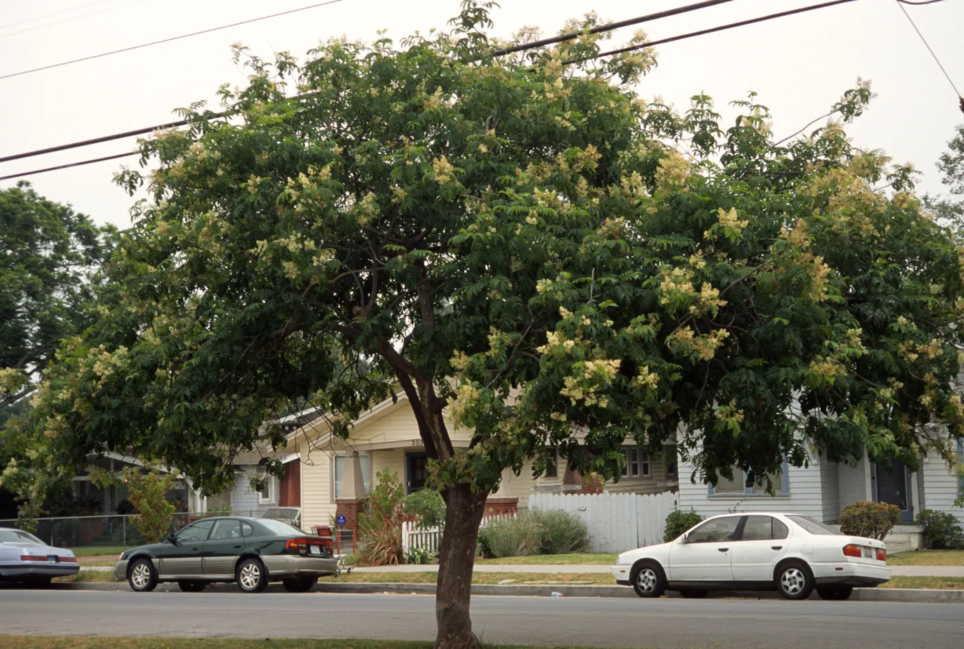 Fraxinus malacophylla