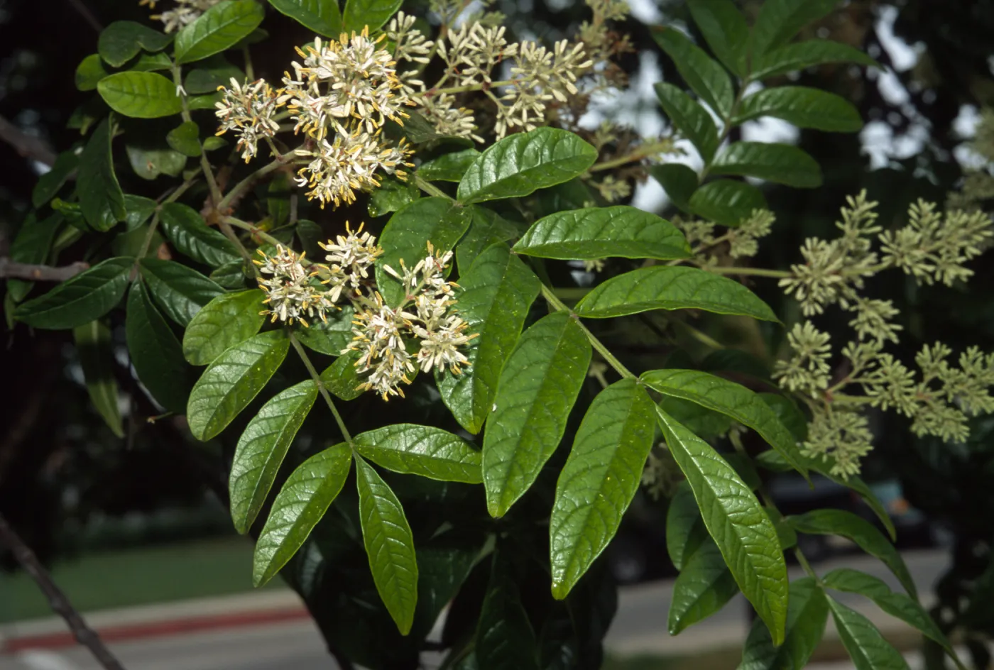 Fraxinus malacophylla