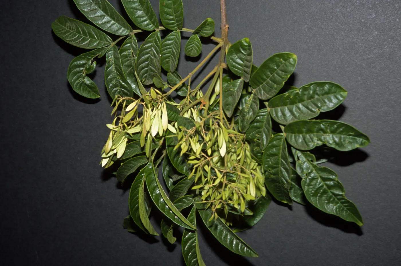 Fraxinus malacophylla