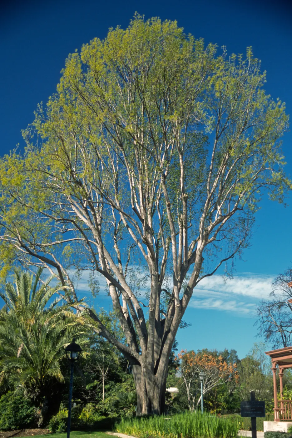 Fraxinus uhdei