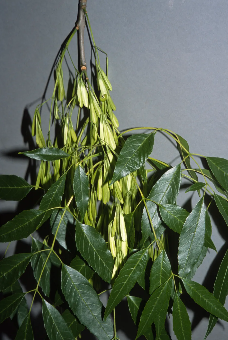 Fraxinus uhdei