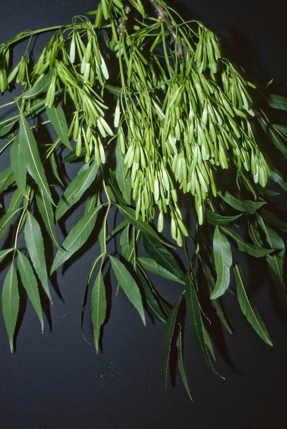 Fraxinus velutina