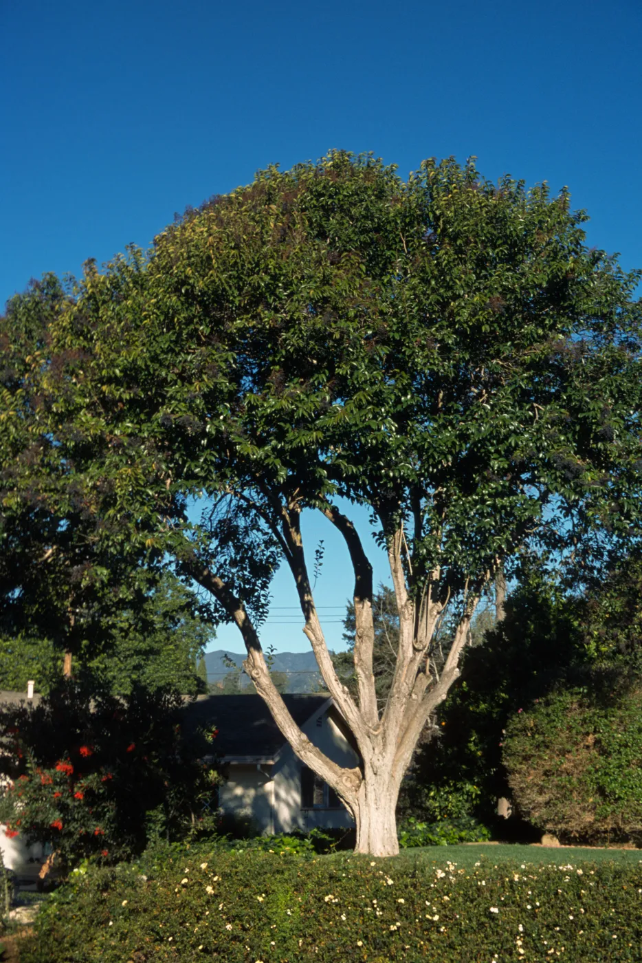 Ligustrum lucidum