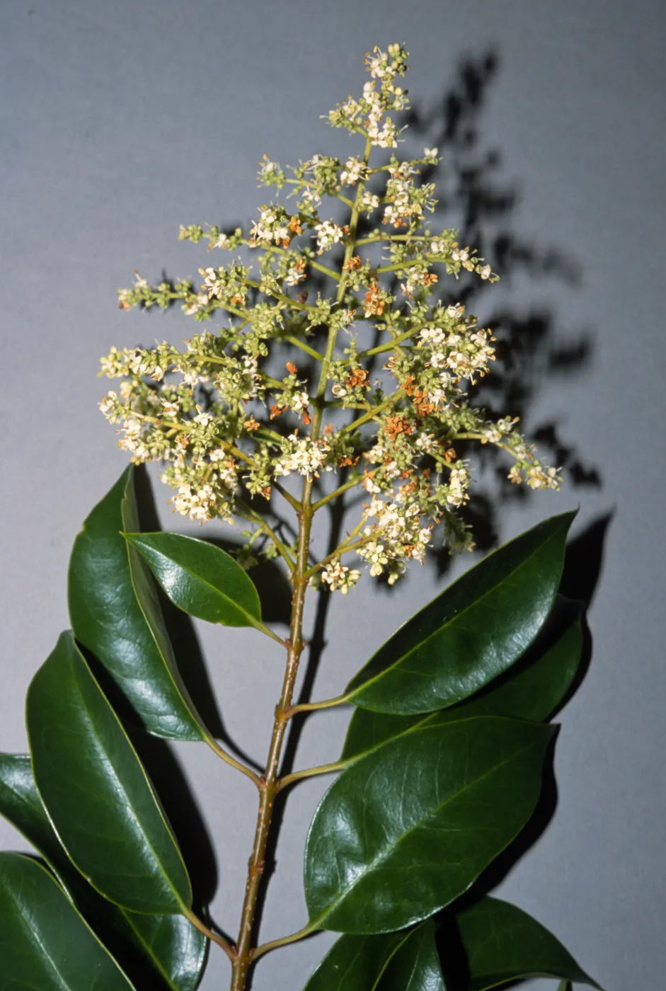Ligustrum lucidum