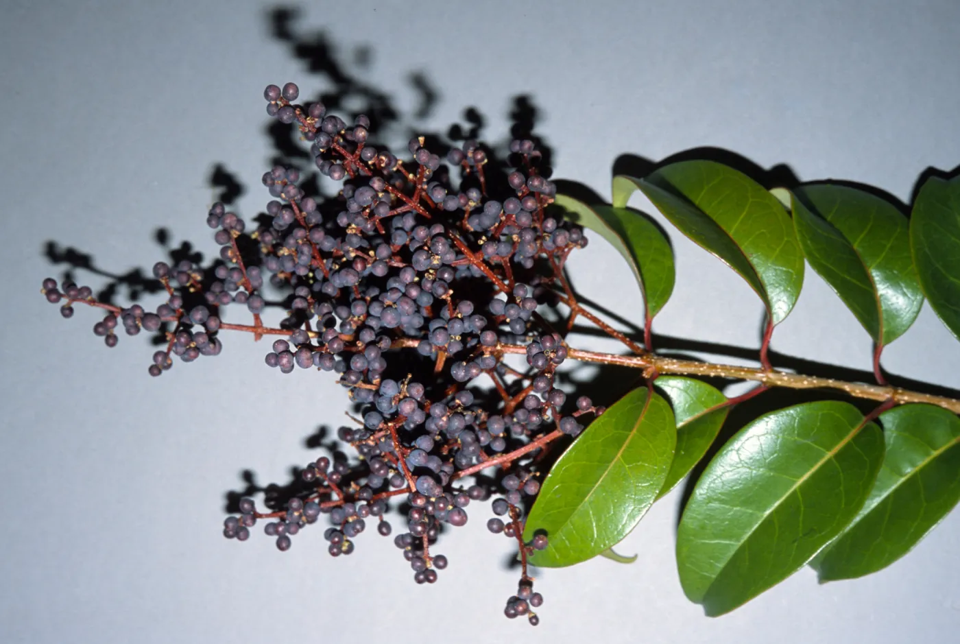 Ligustrum lucidum