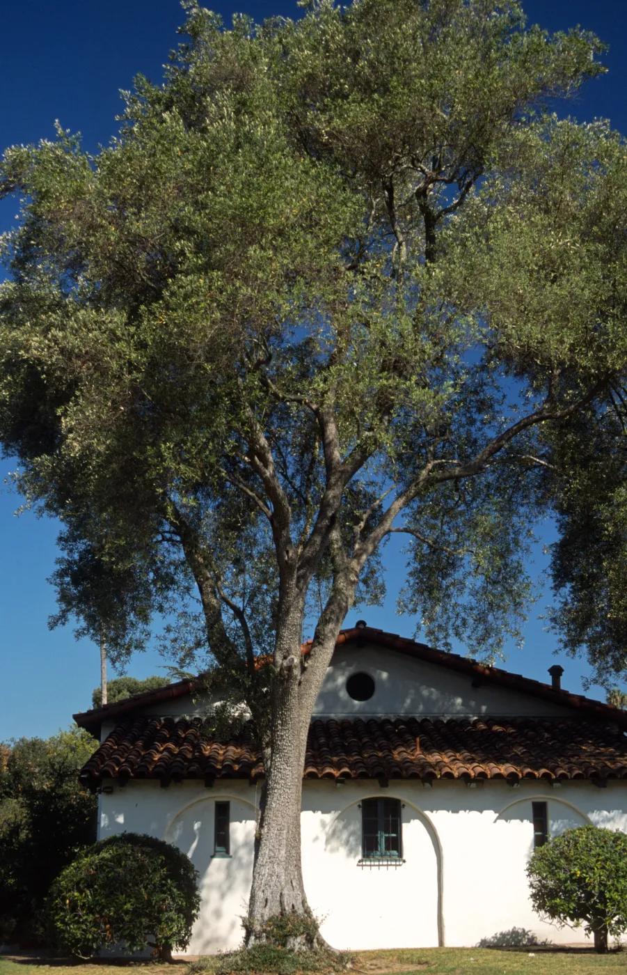 Olea europaea