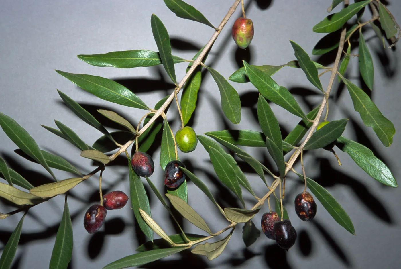 Olea europaea