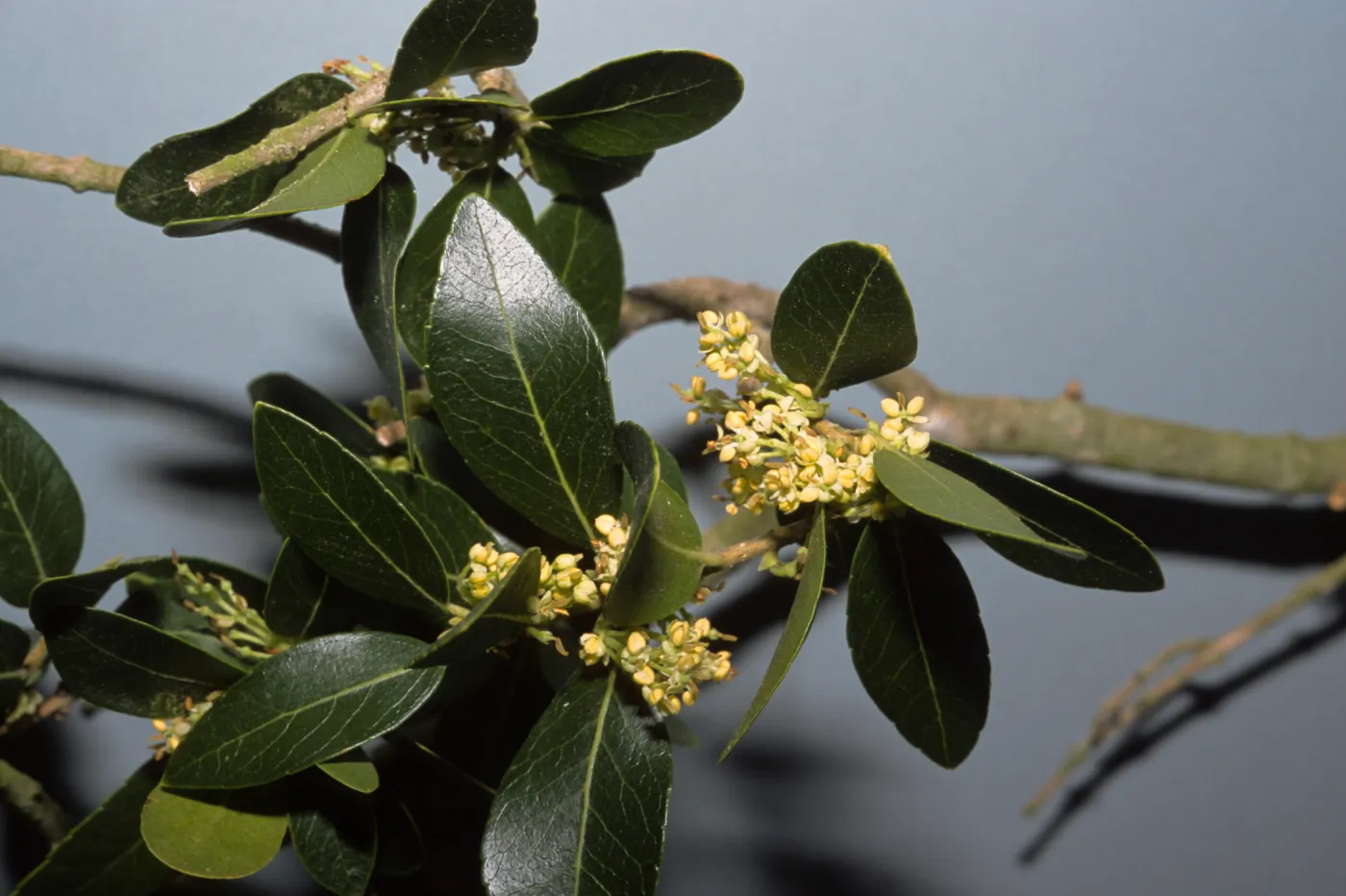 Phillyrea latifolia