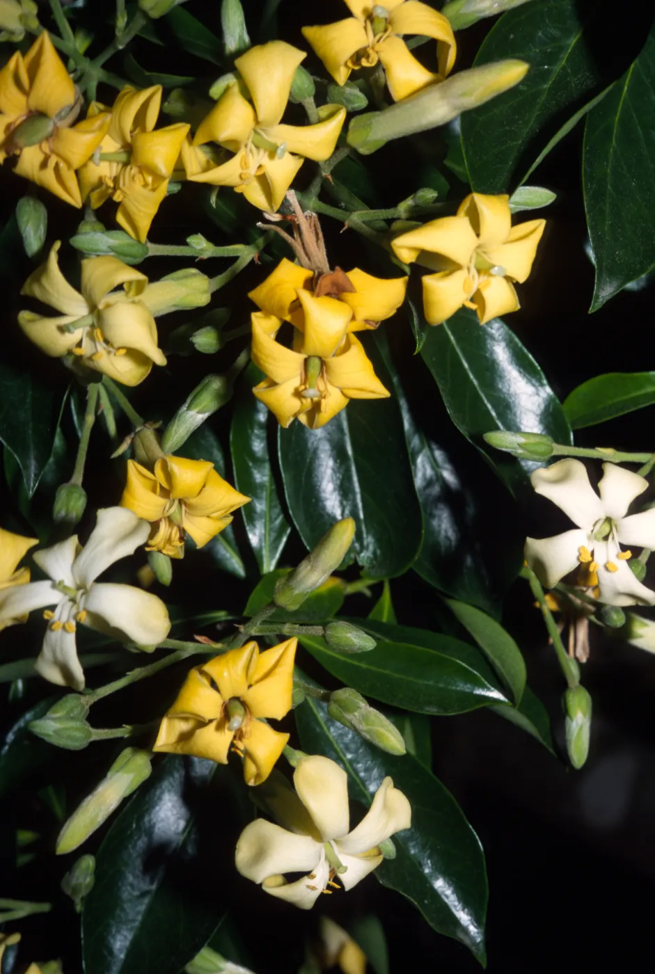 Hymenosporum flavum