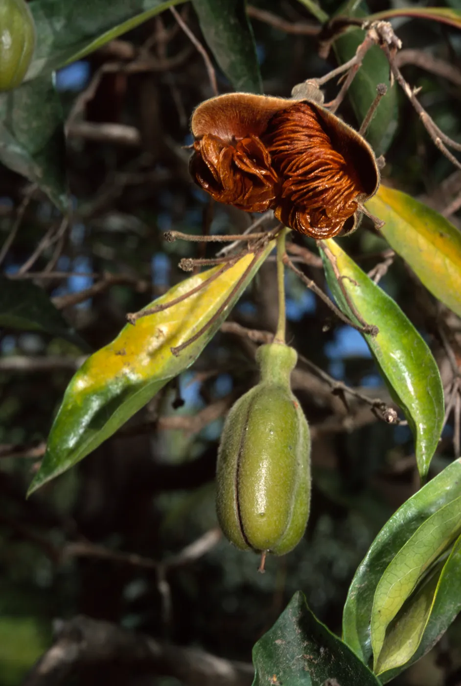 Hymenosporum flavum