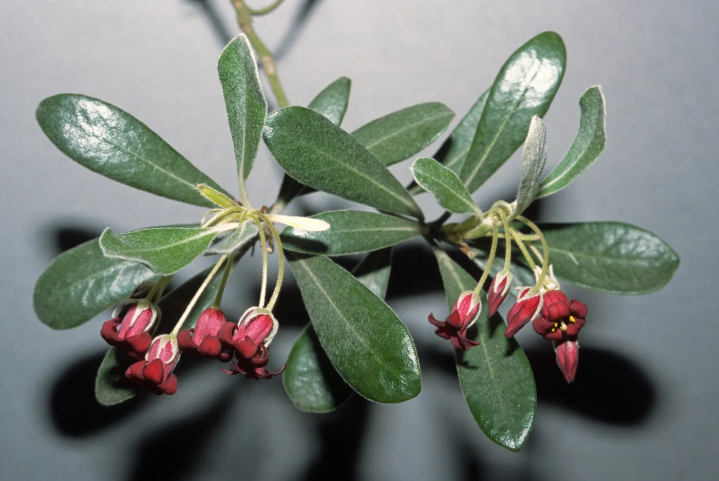 Pittosporum crassifolium
