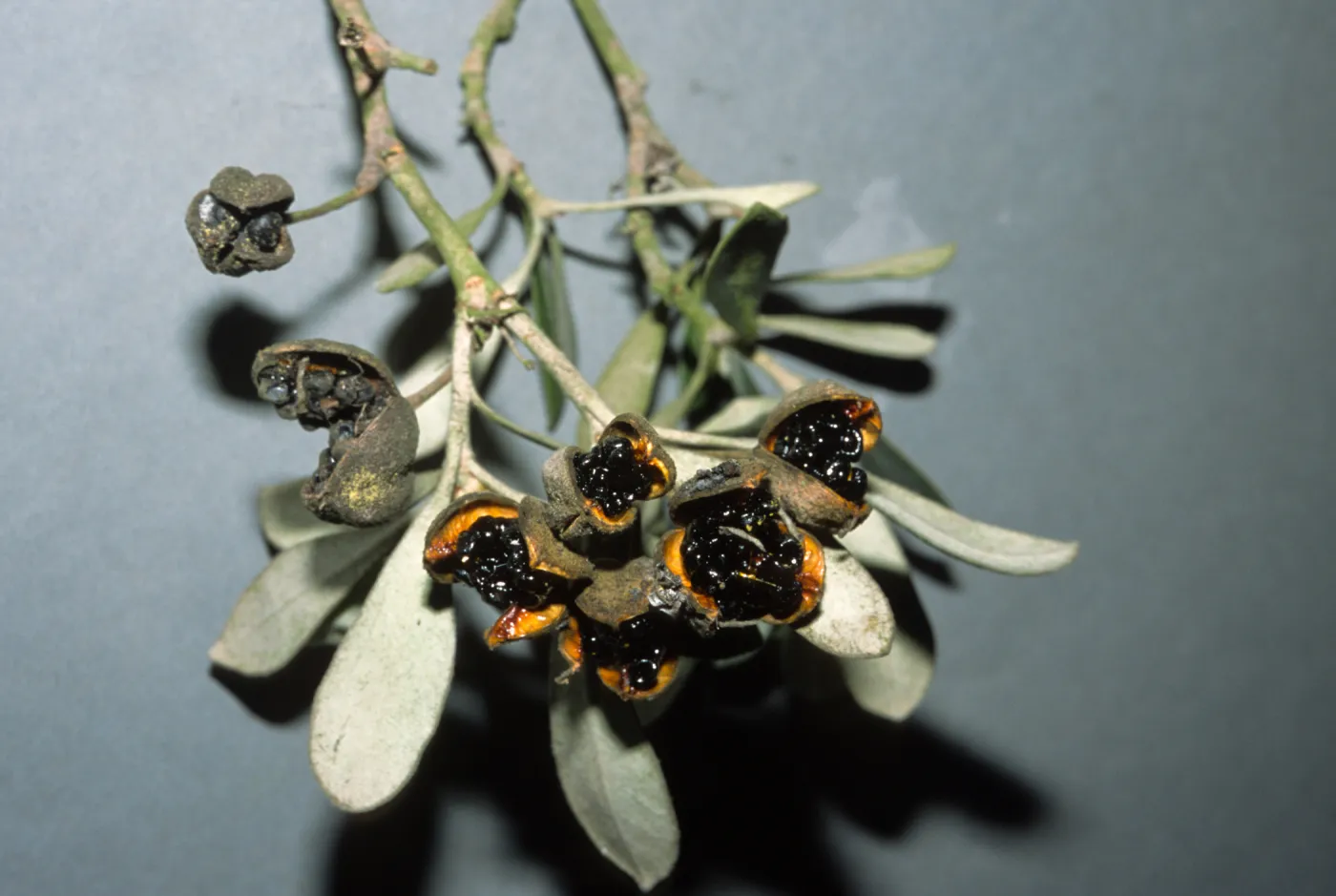 Pittosporum crassifolium