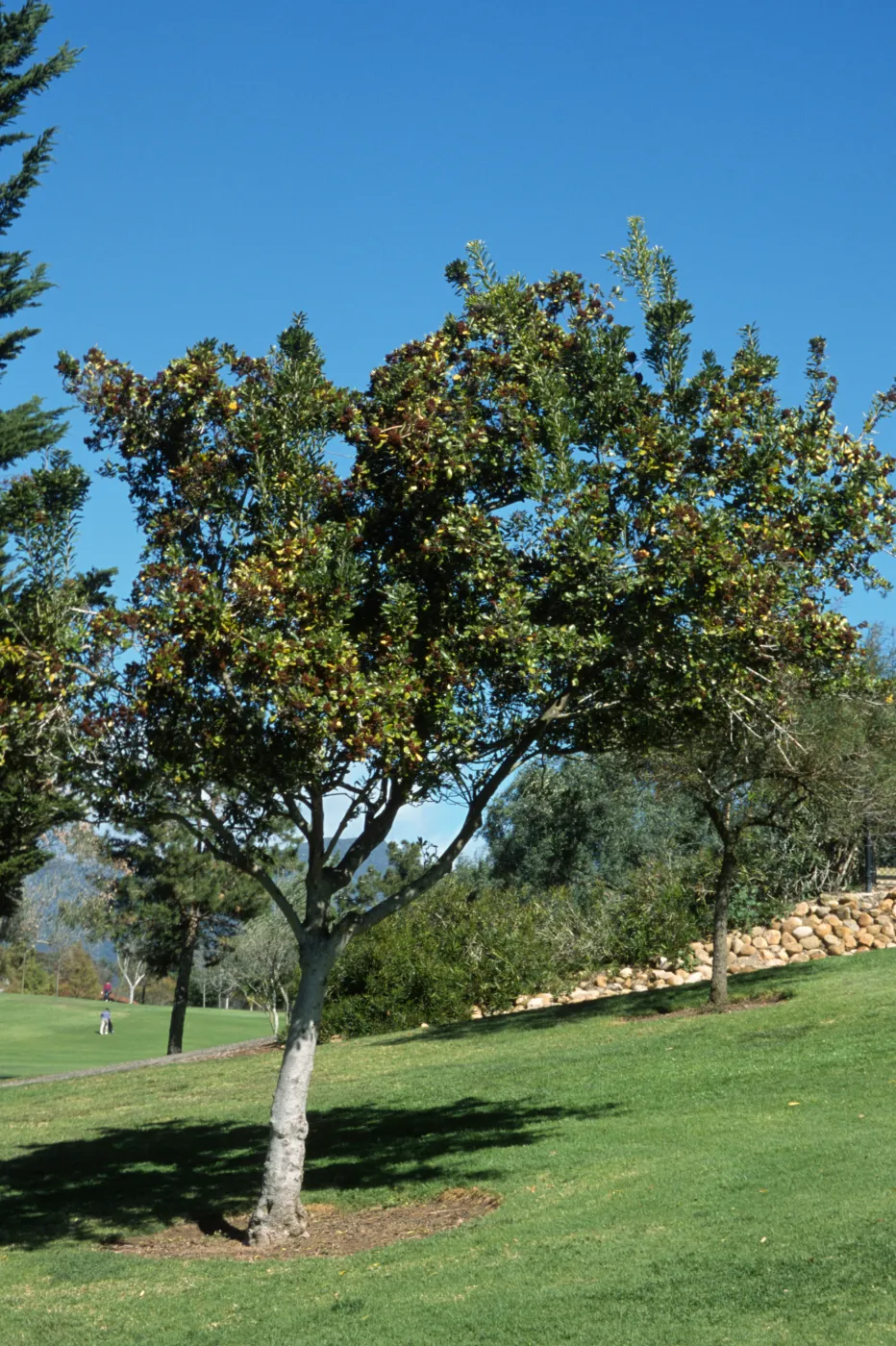 Pittosporum floribundum