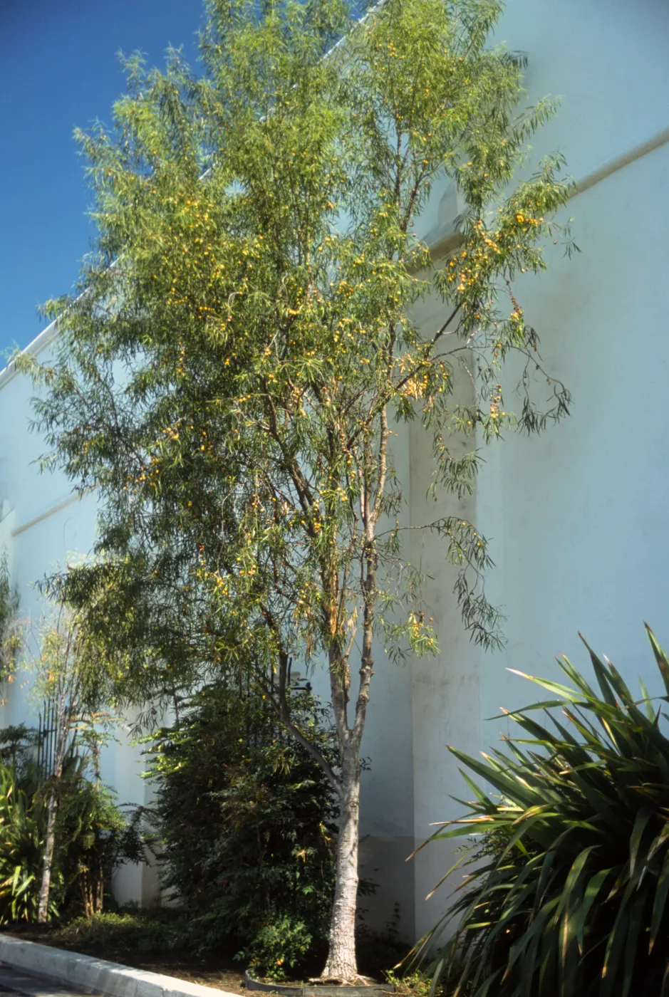 Pittosporum phylliraeoides