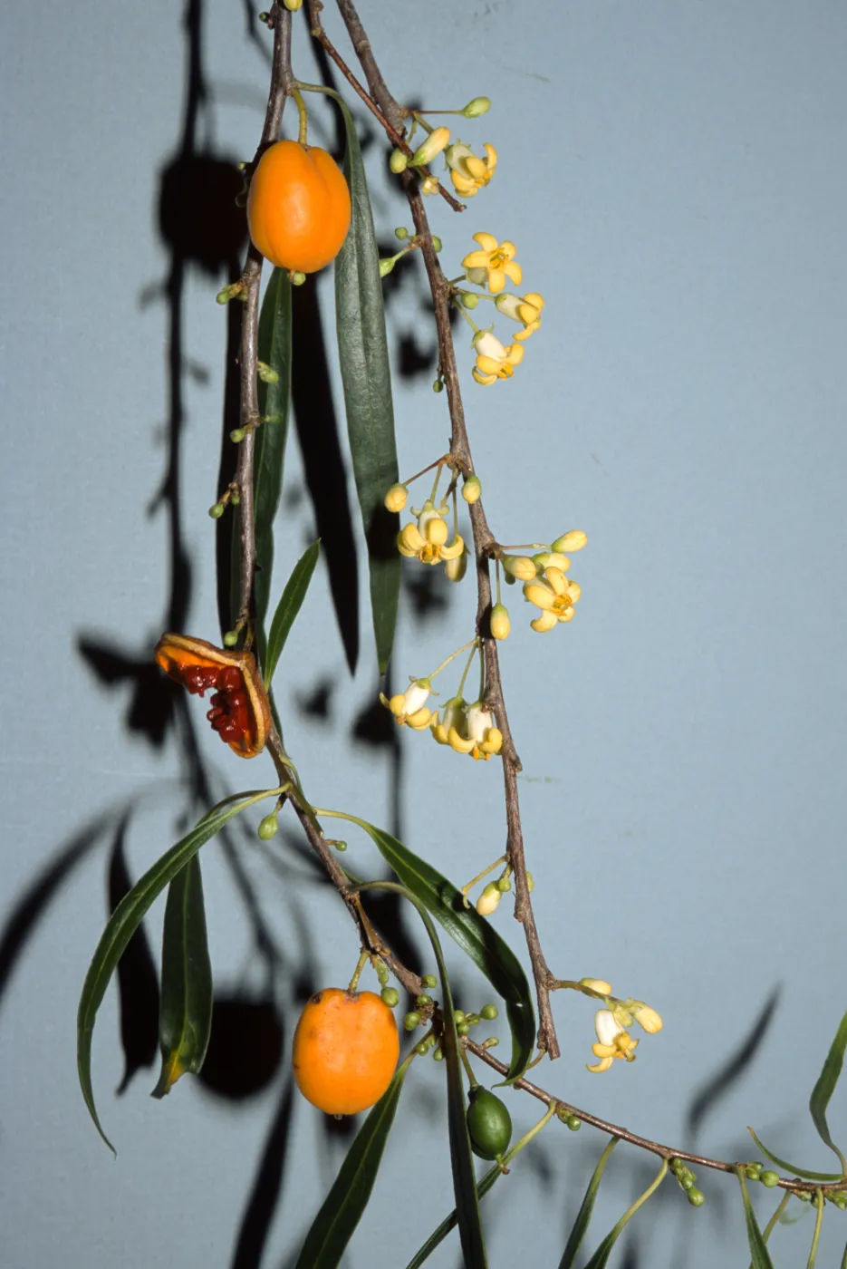Pittosporum phylliraeoides