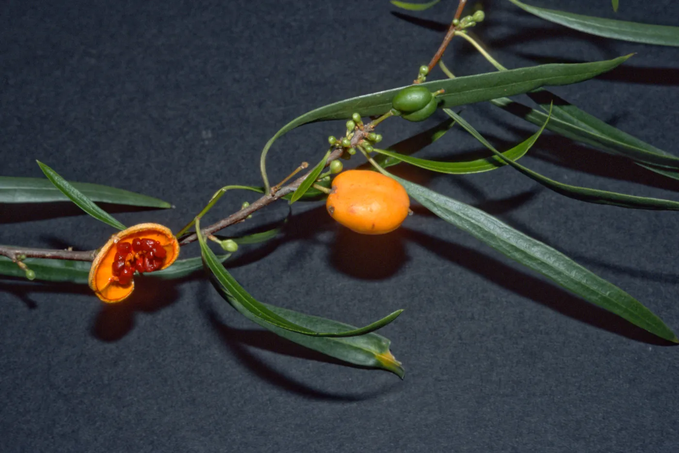 Pittosporum phylliraeoides