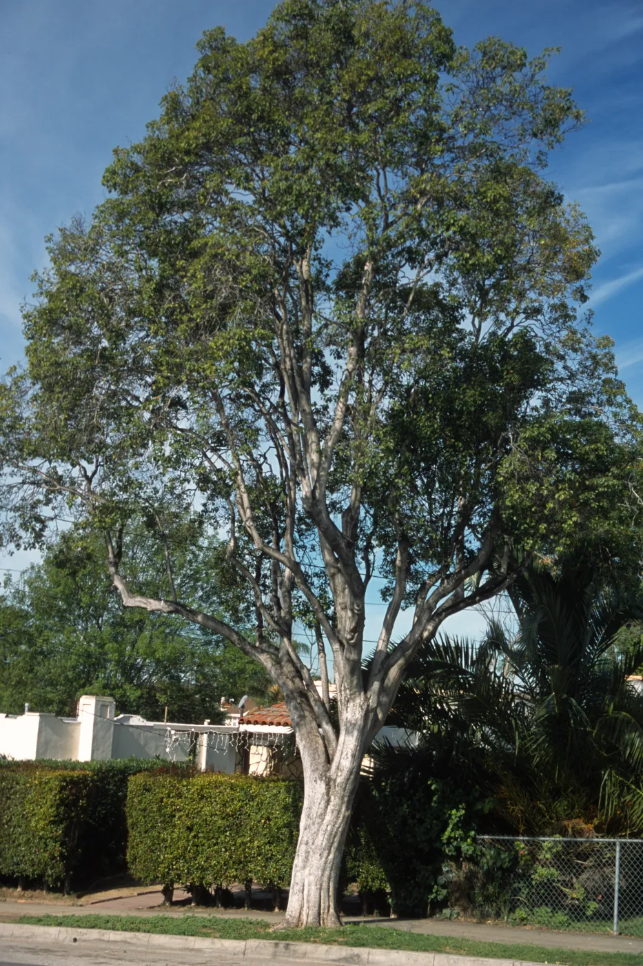 Pittosporum rhombifolium