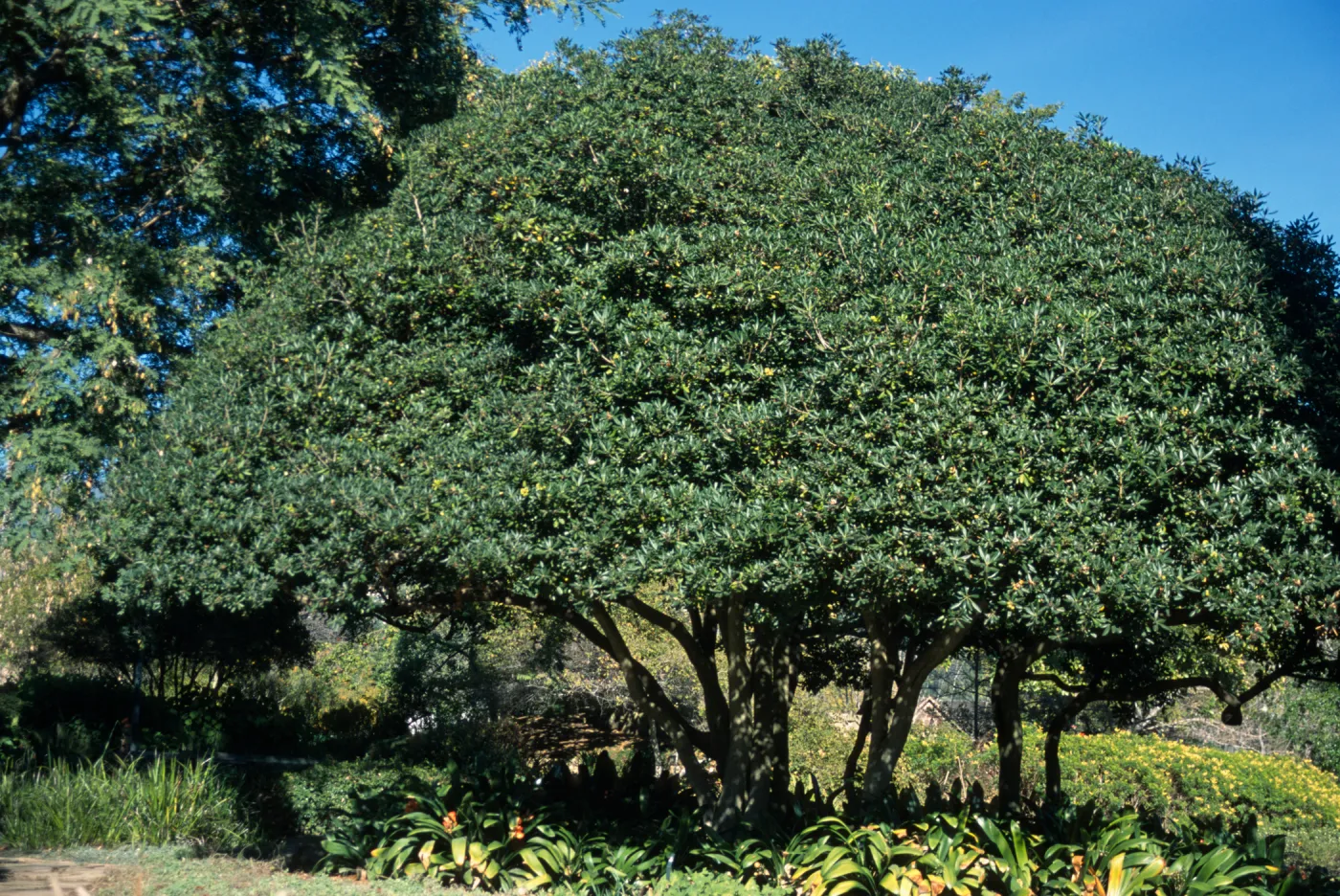 Pittosporum tobira