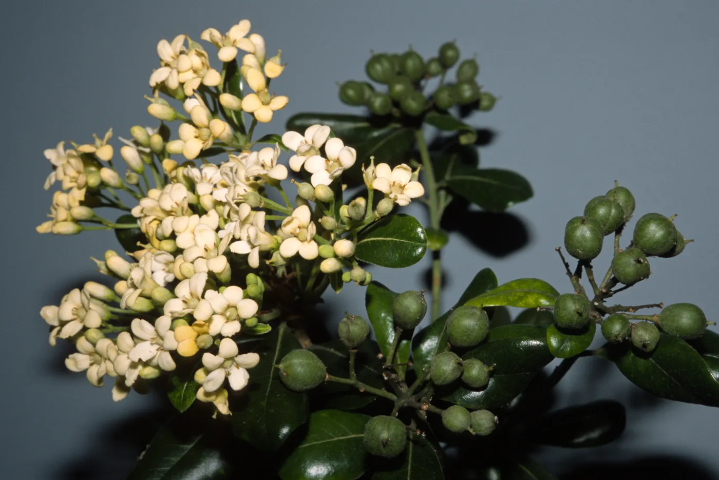 Pittosporum tobira