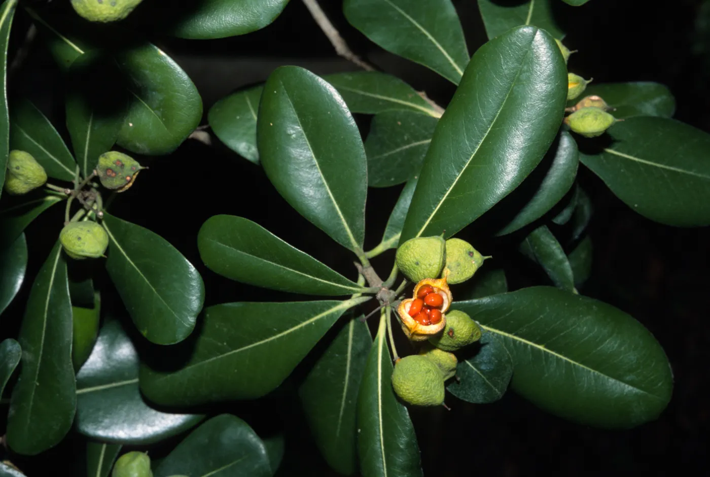 Pittosporum tobira