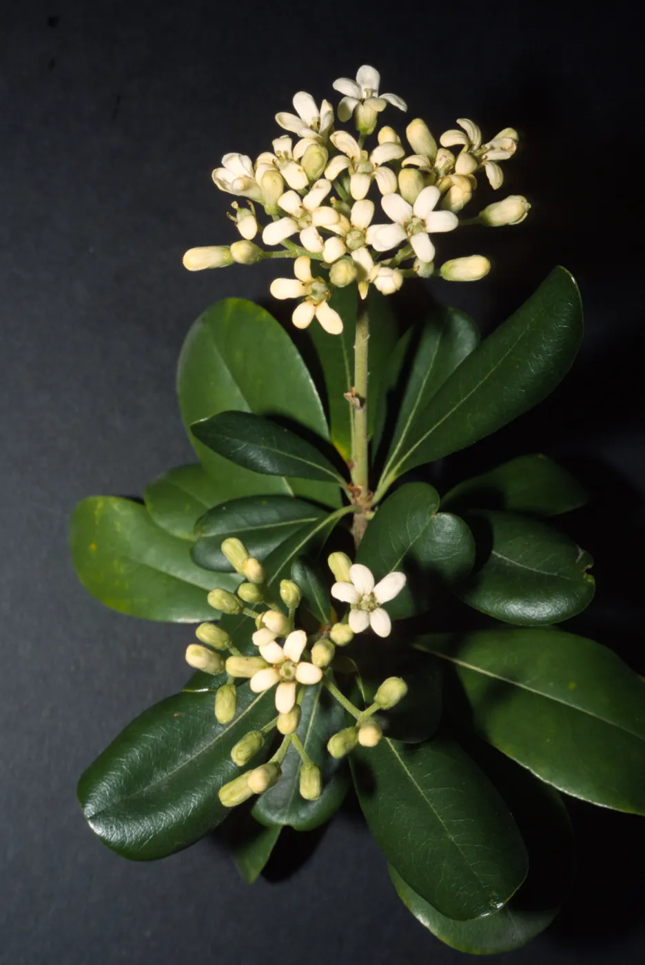 Pittosporum viridiflorum