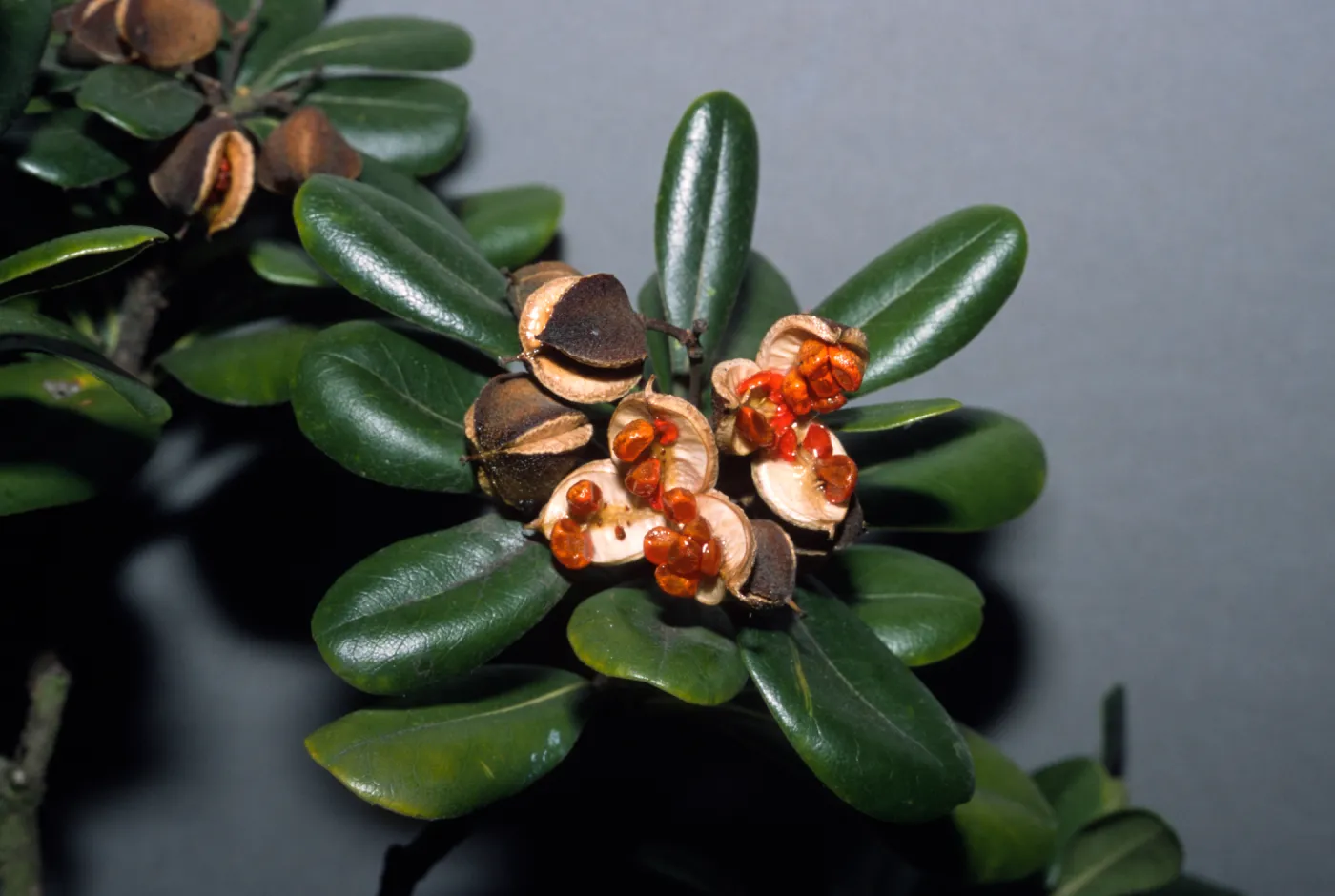 Pittosporum viridiflorum