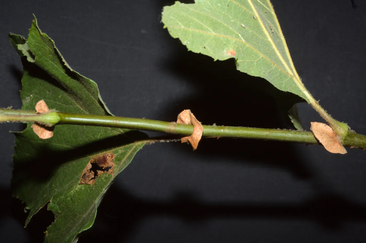 Platanus racemosa