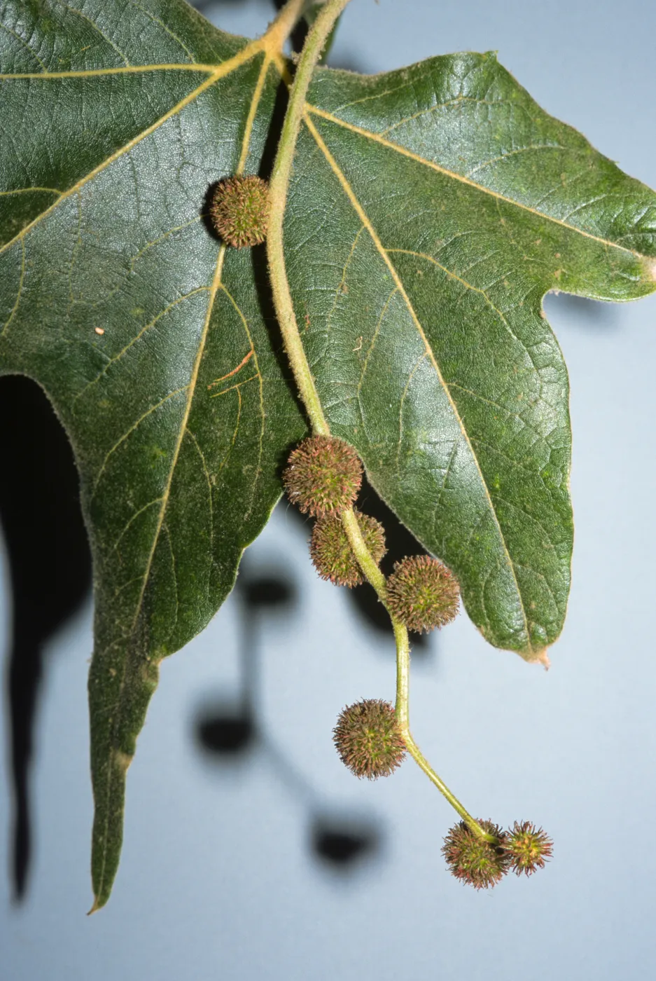 Platanus racemosa