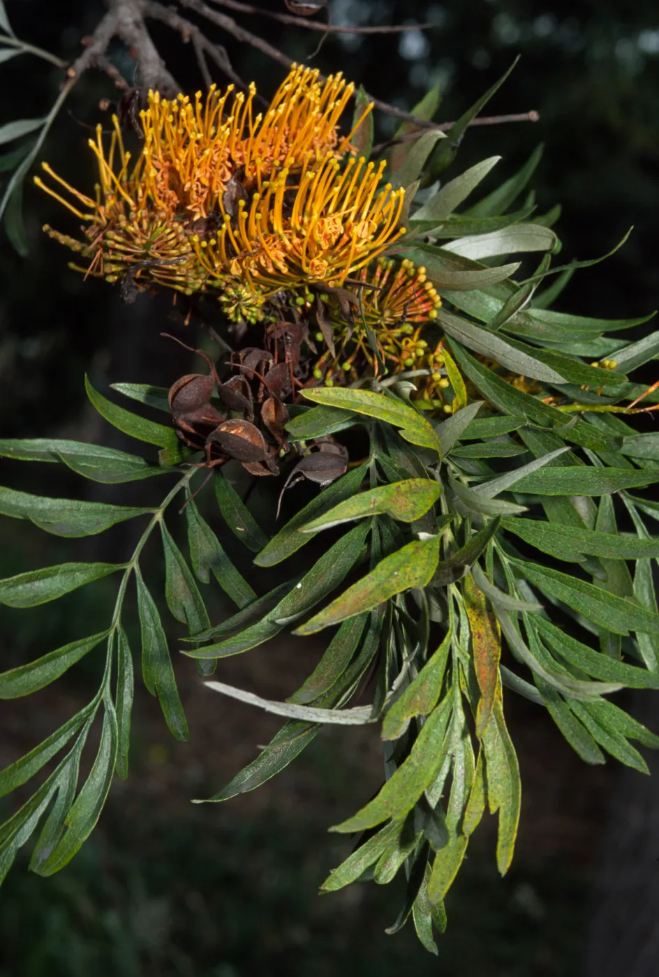 Grevillea robusta