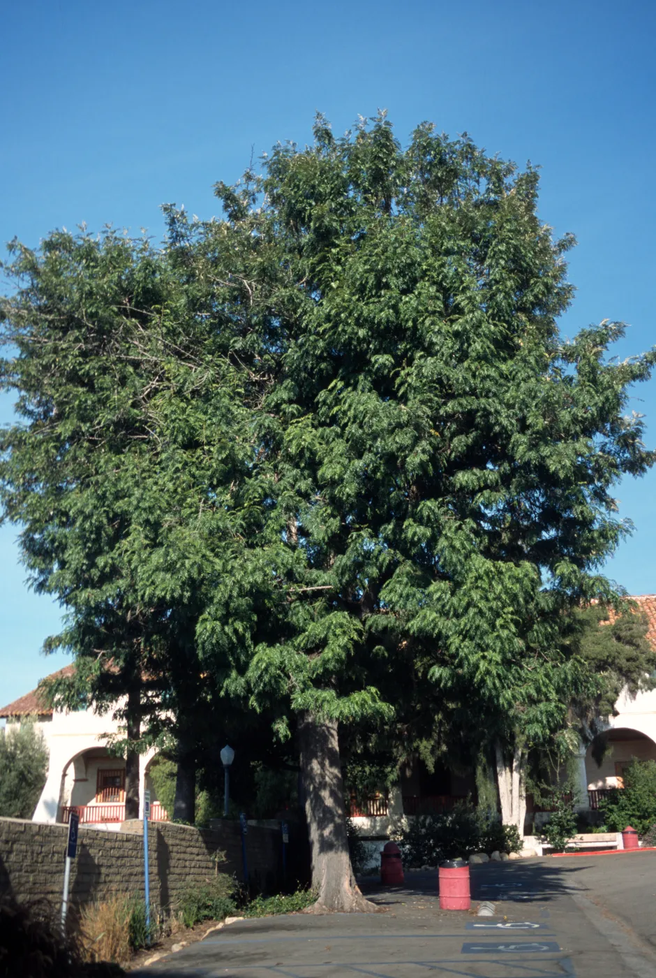 Grevillea robusta