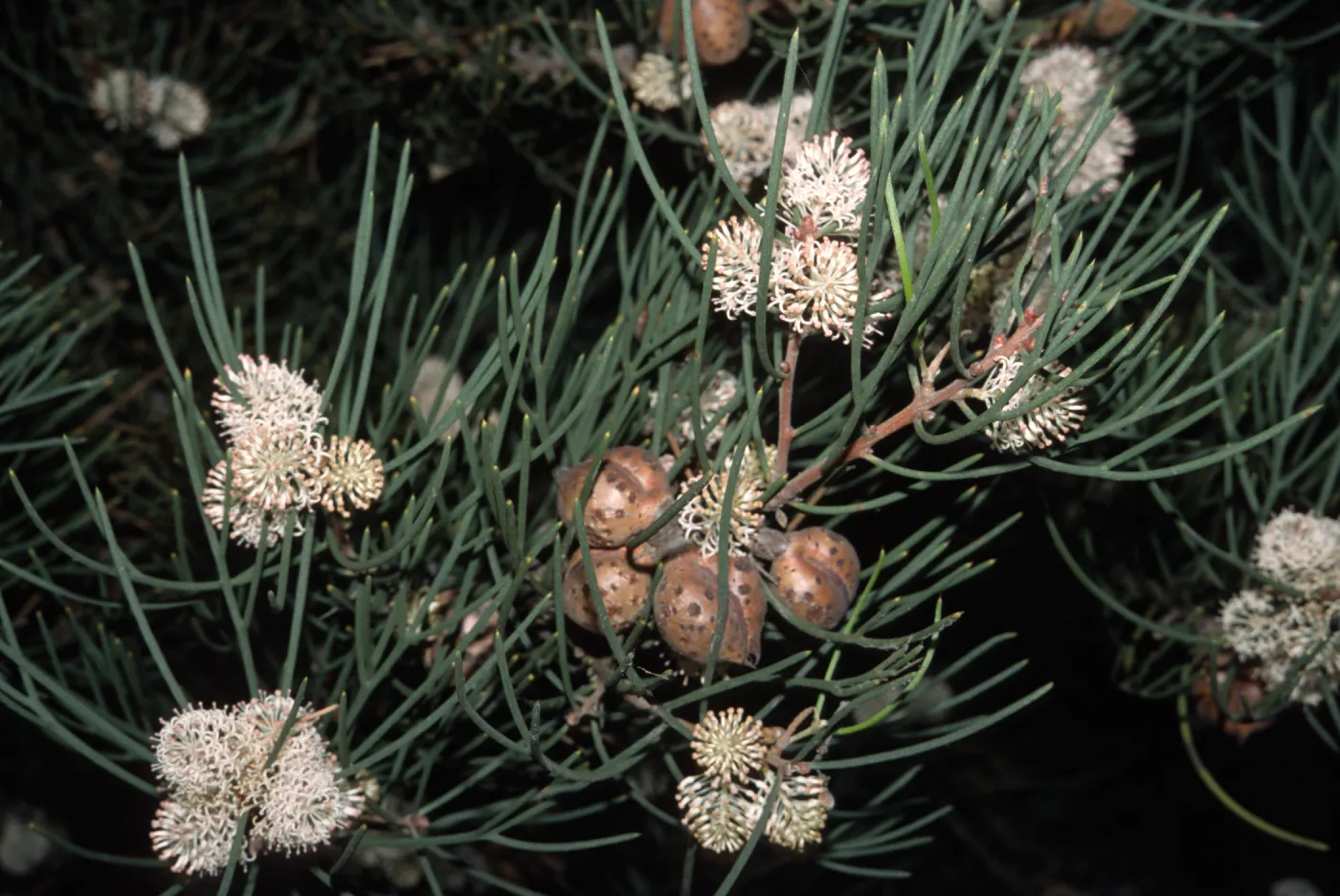 Hakea sauveolens
