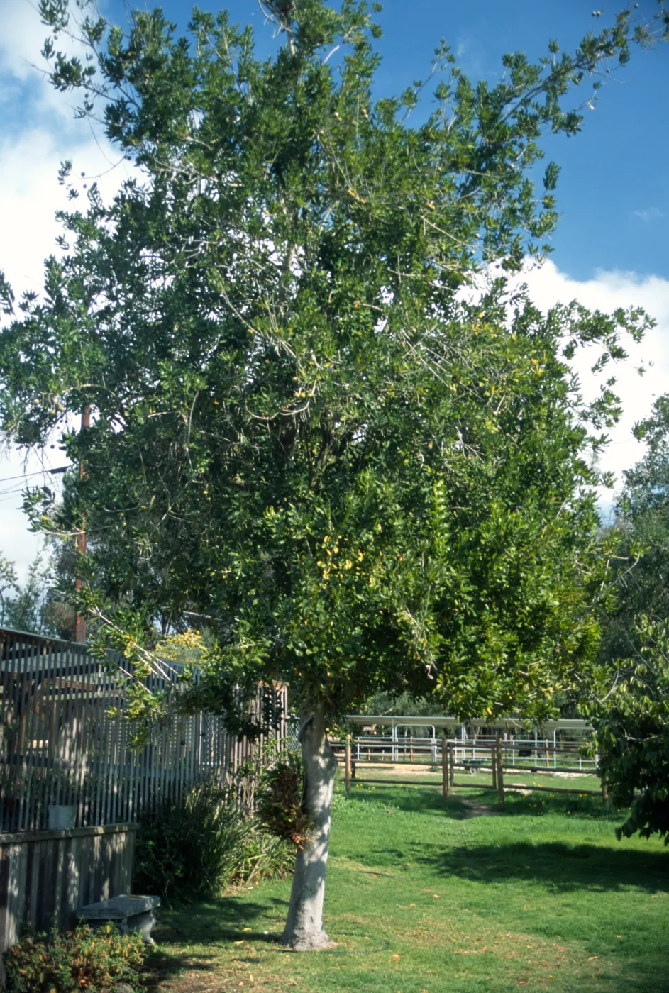 Macadamia integrifolia
