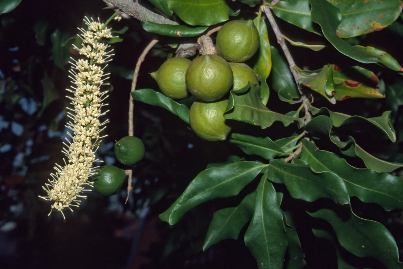 Macadamia integrifolia