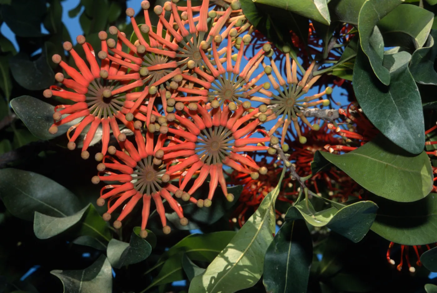 Stenocarpus sinuatus