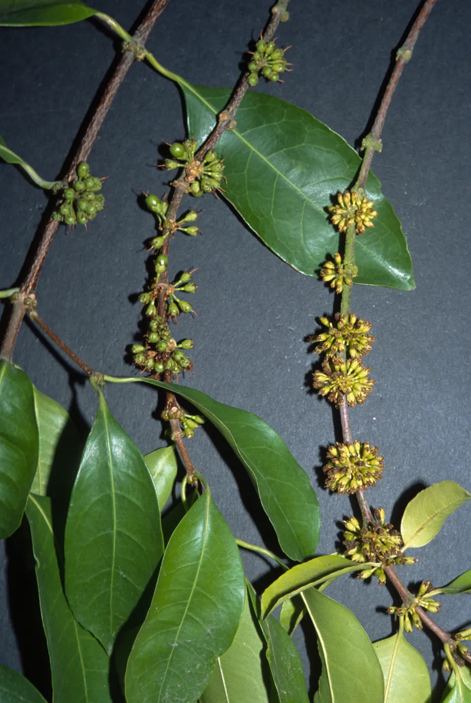 Cassipourea gummiflua var. verticillata