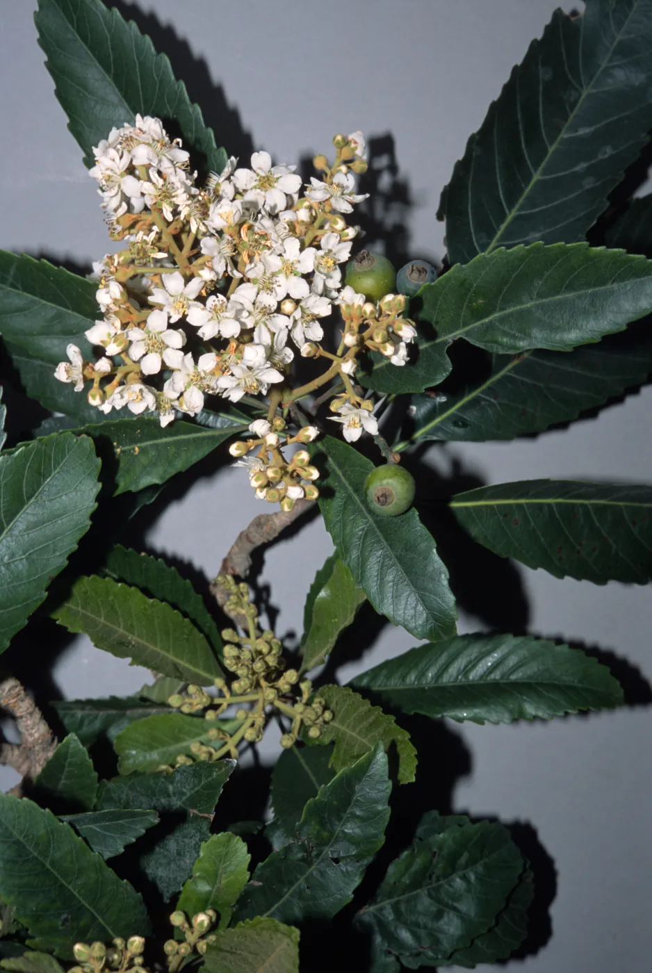 Eriobotrya deflexa