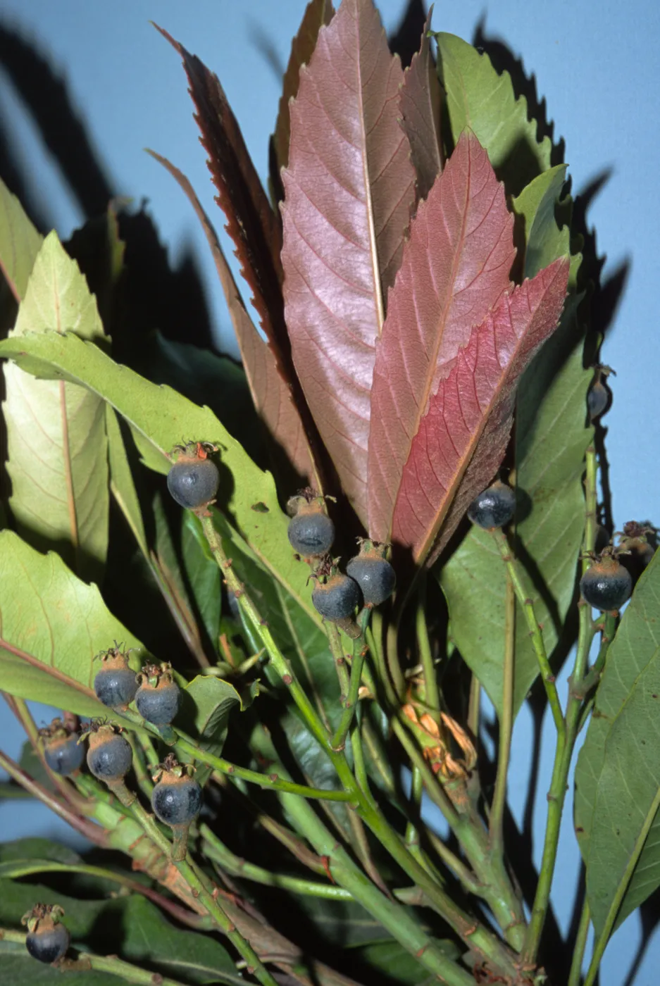 Eriobotrya deflexa