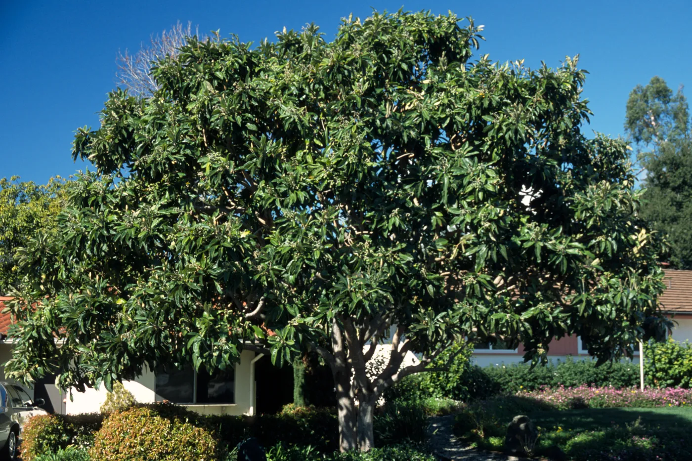 Eriobotrya japonica