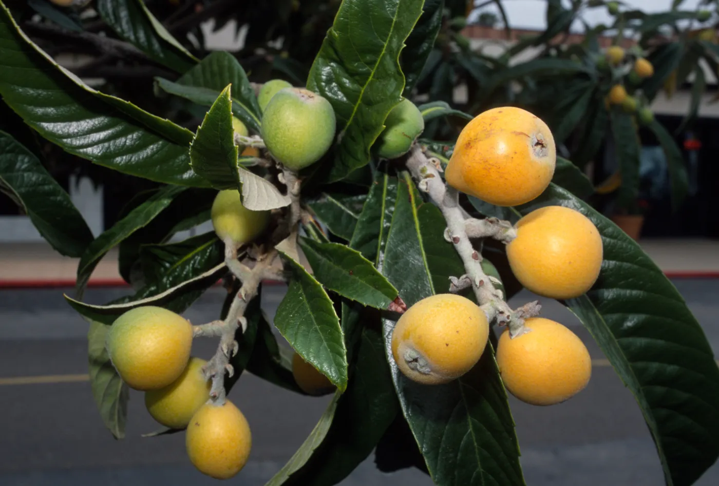 Eriobotrya japonica
