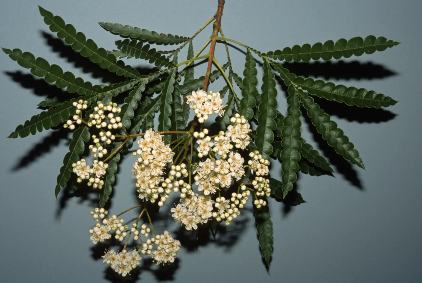 Lyonothamnus floribundus subsp. aspleniifolius