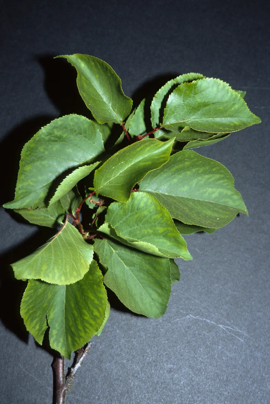Prunus armeniaca