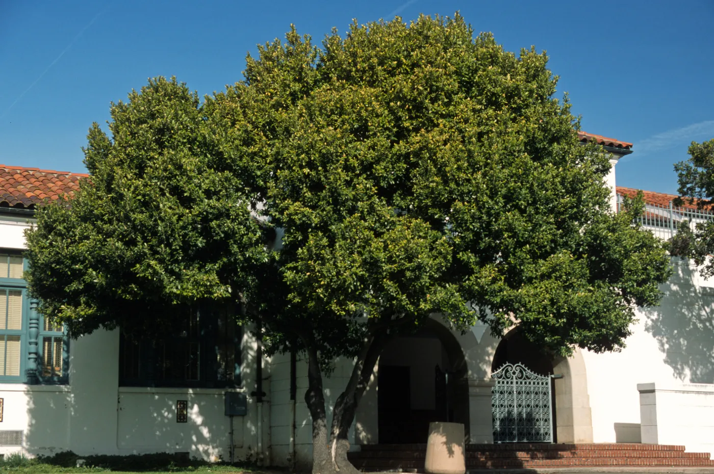 Prunus caroliniana