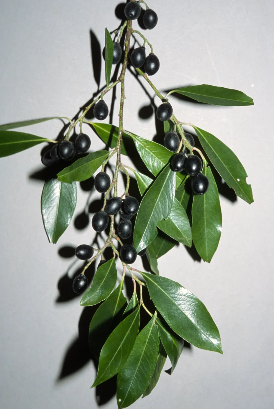Prunus caroliniana
