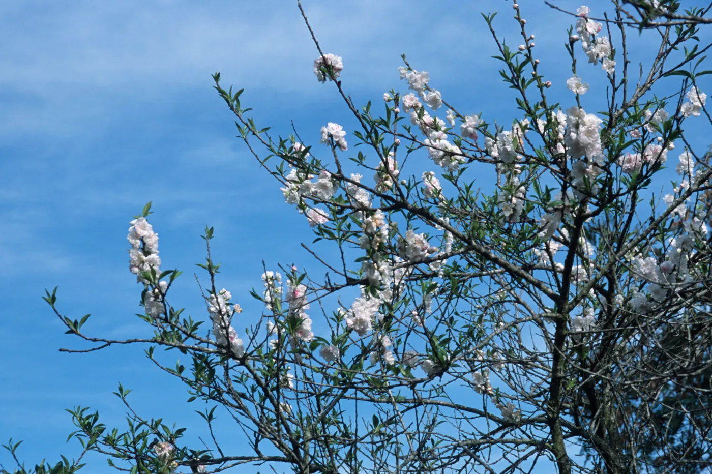 Prunus dulcis