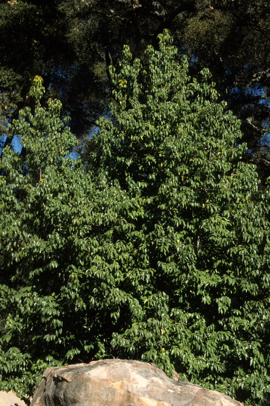 Prunus ilicifolia