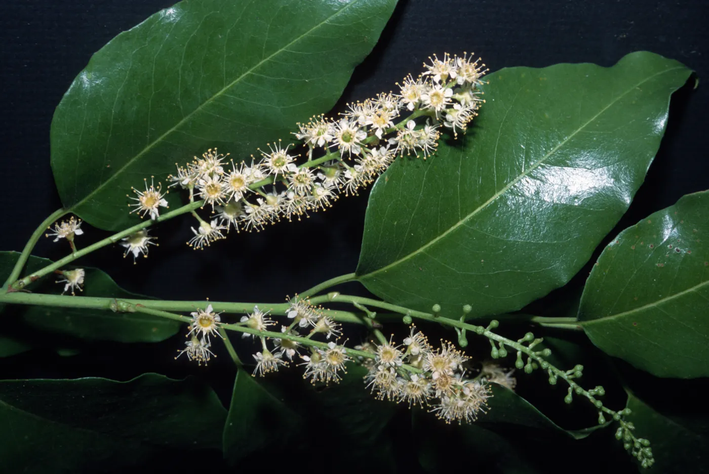 Prunus ilicifolia