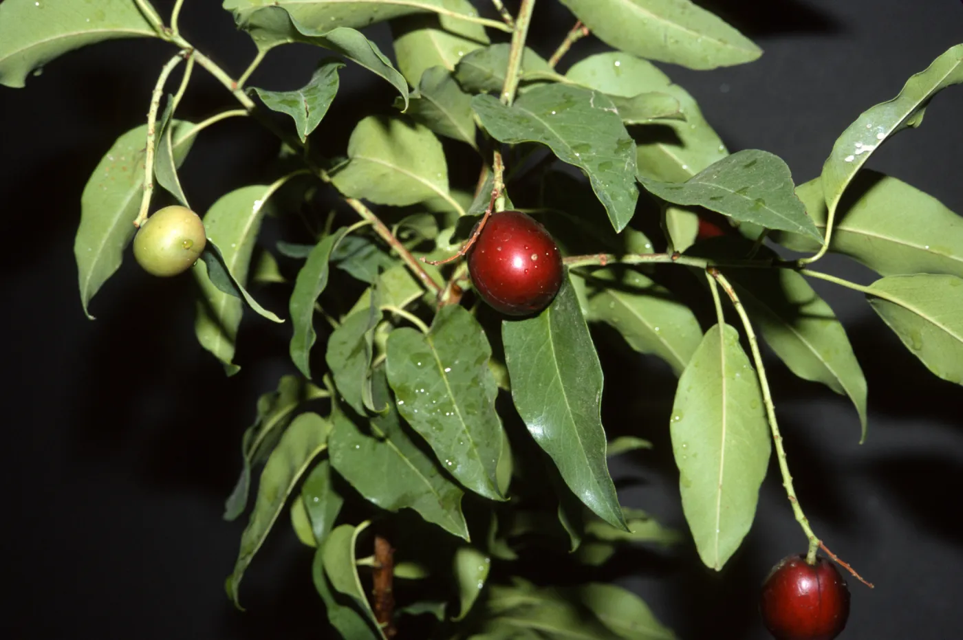Prunus ilicifolia subsp. lyonii
