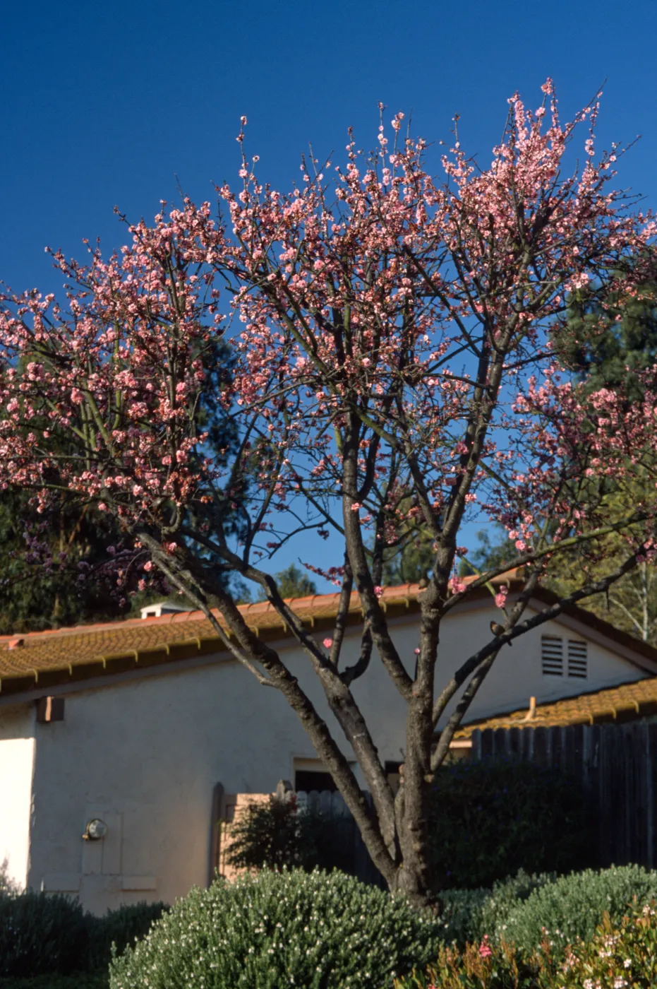 Prunus persica