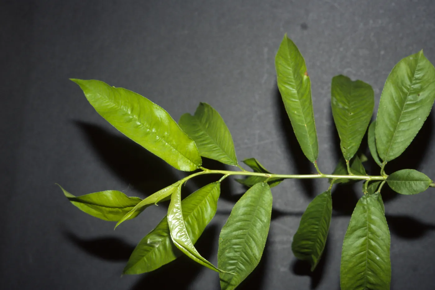 Prunus persica