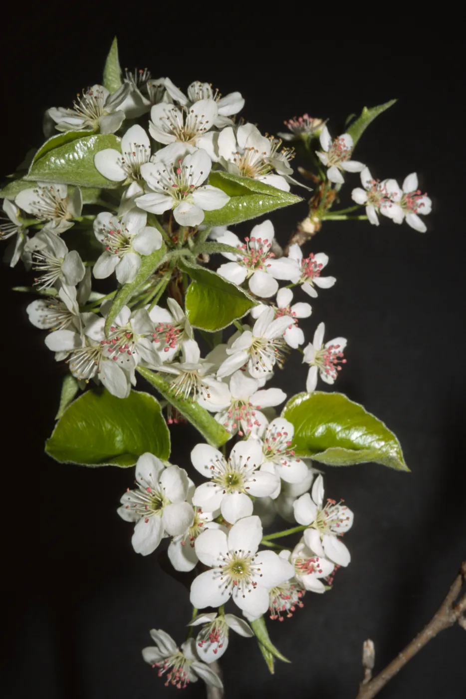 Pyrus calleryana